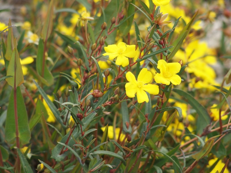 Hibbertia cunninghamii photo 4