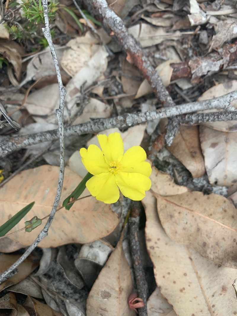 Hibbertia cunninghamii photo 5