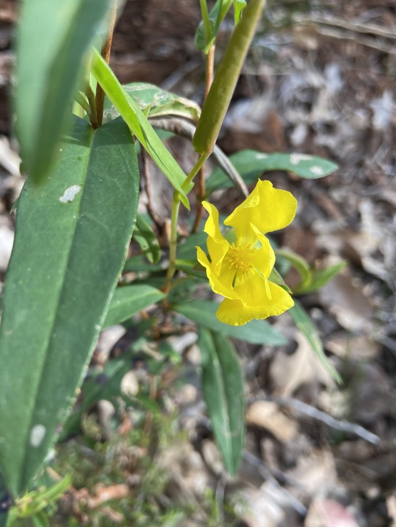 Hibbertia cunninghamii photo 6