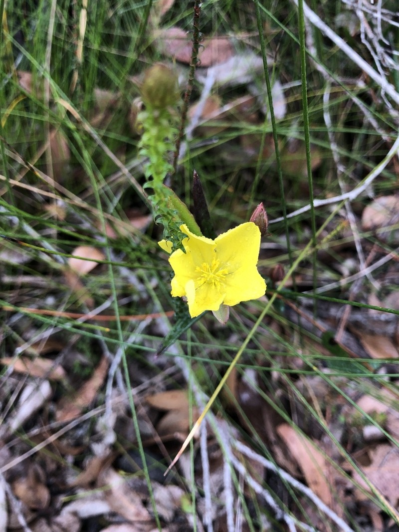 Hibbertia cunninghamii photo 7