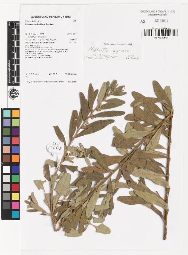 Hibbertia cymosa
