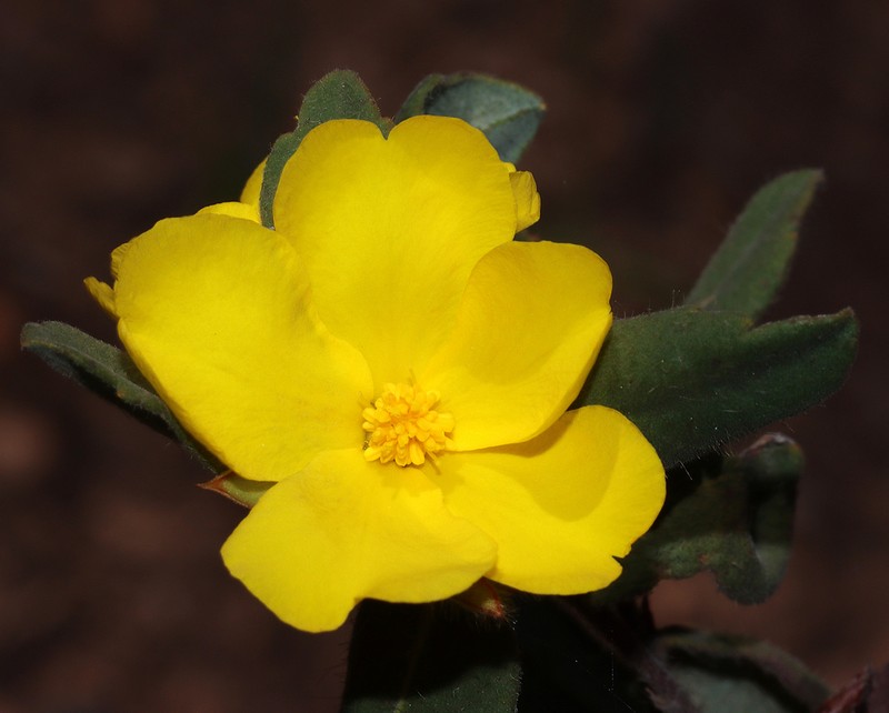 Hibbertia davisii photo 3