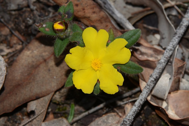 Hibbertia davisii photo 4