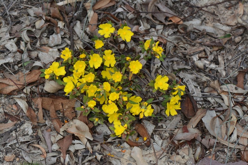 Hibbertia davisii photo 5