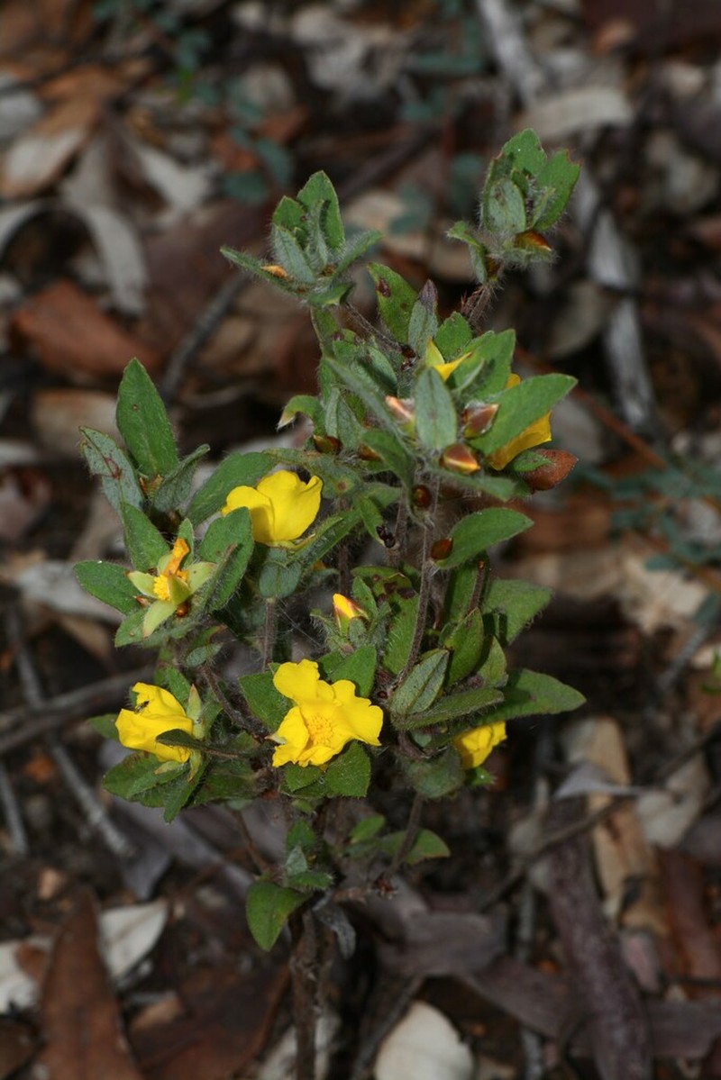 Hibbertia davisii photo 6