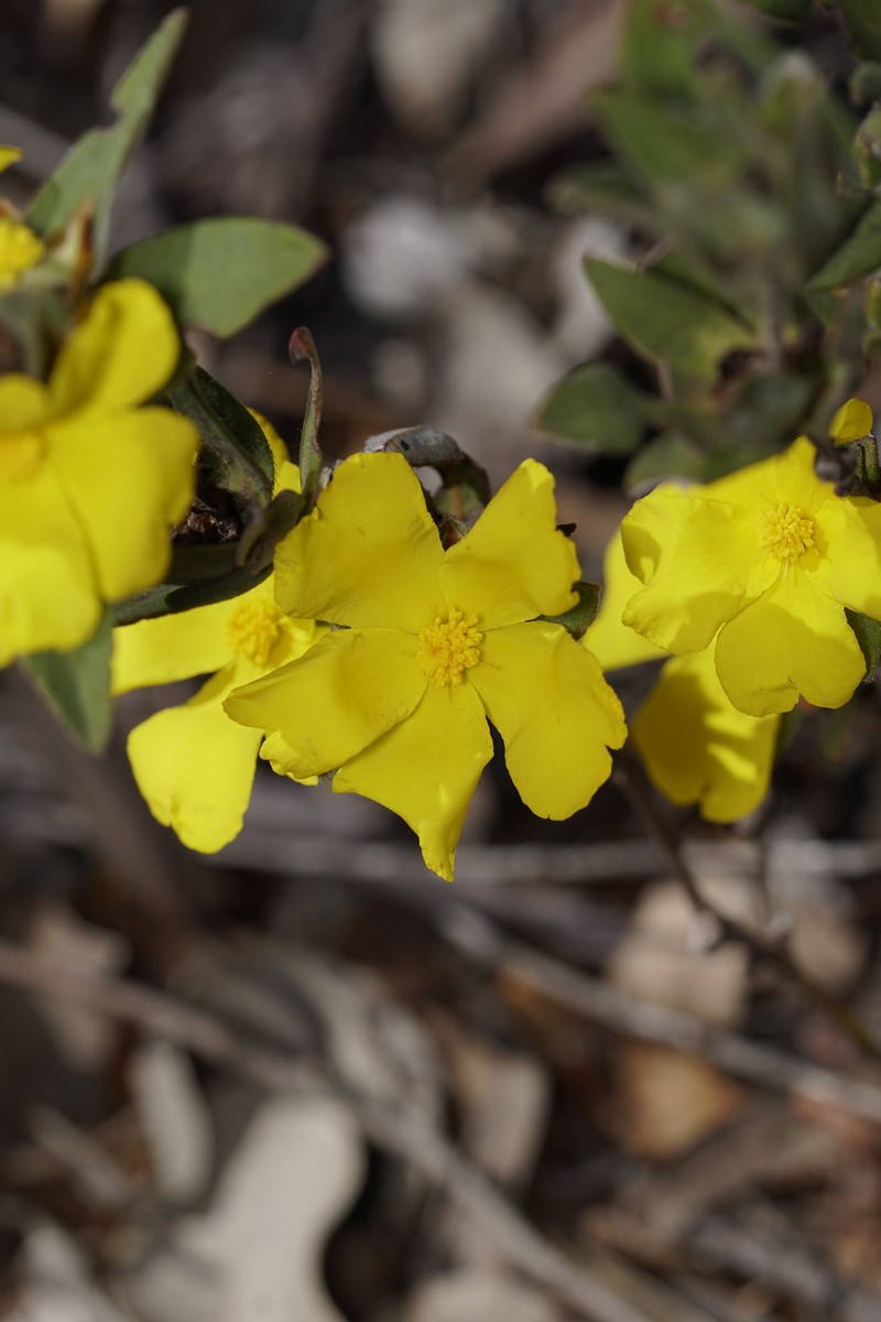 Hibbertia davisii photo 7