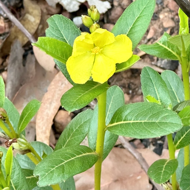 Hibbertia dealbata
