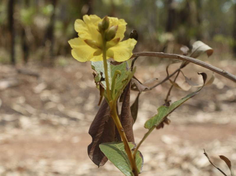 Hibbertia dealbata photo 2