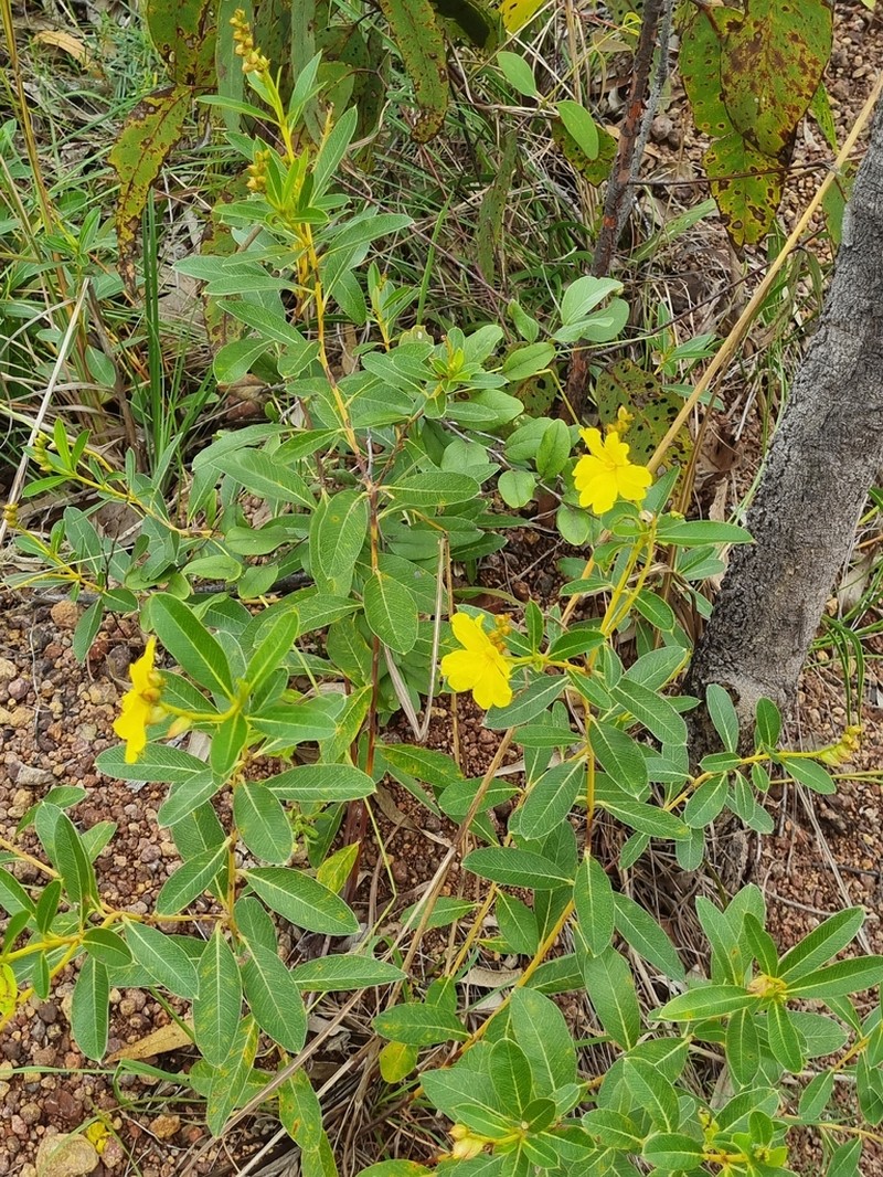 Hibbertia dealbata photo 3