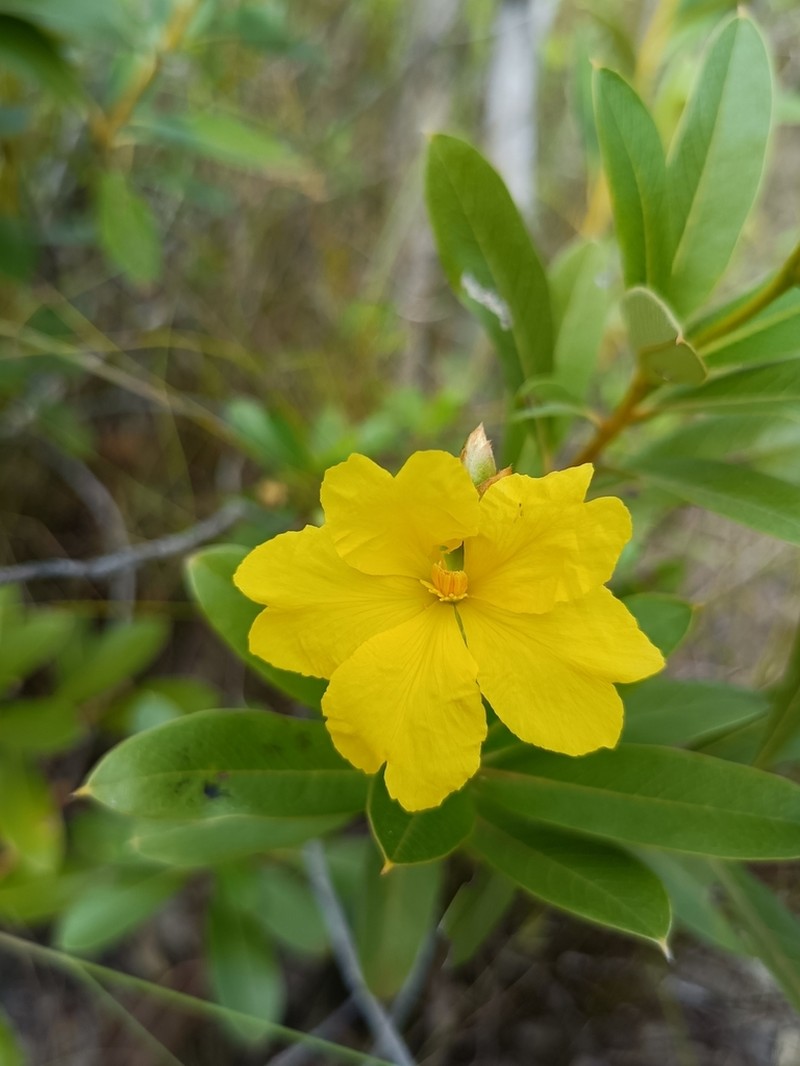 Hibbertia dealbata photo 4