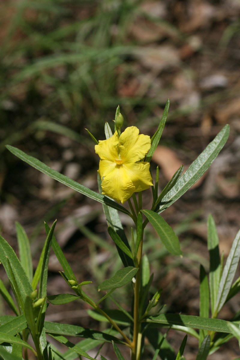 Hibbertia dealbata photo 5