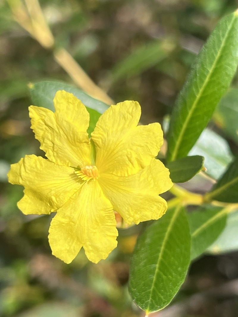 Hibbertia dealbata photo 6