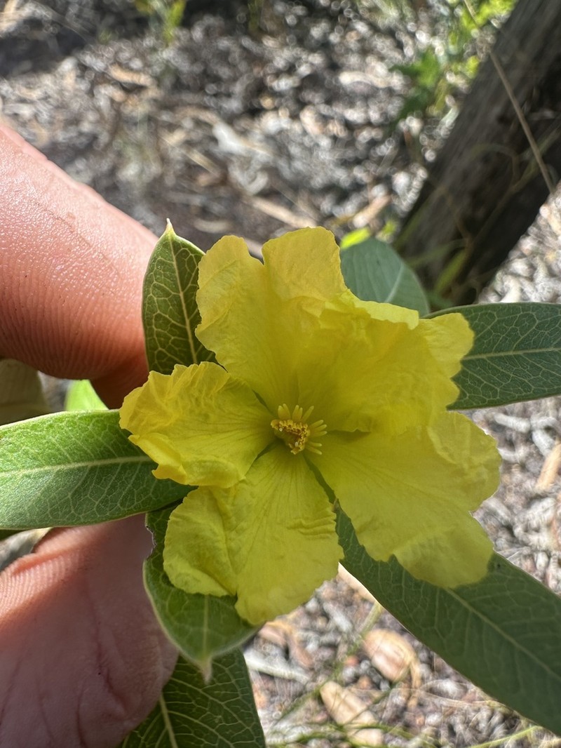 Hibbertia dealbata photo 7