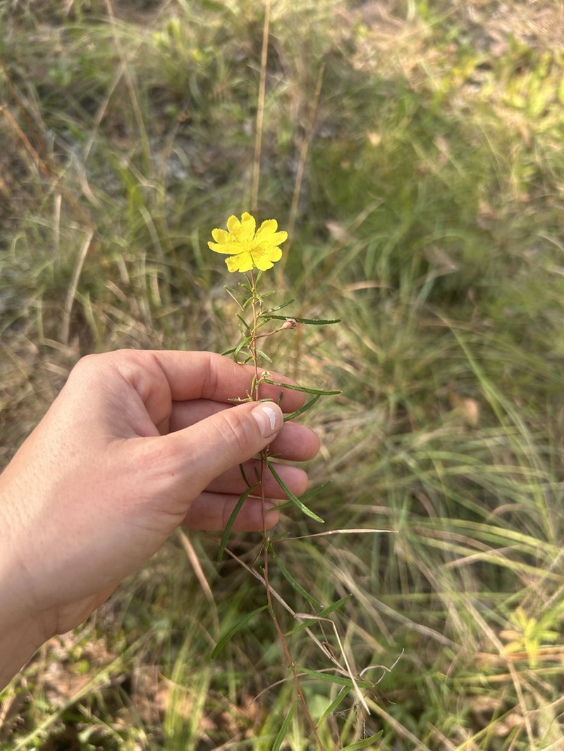 Hibbertia dealbata photo 8