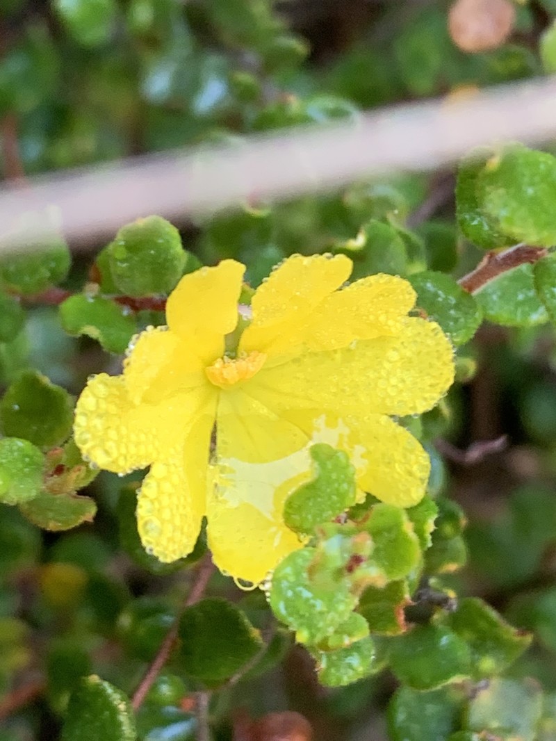 Hibbertia decumbens
