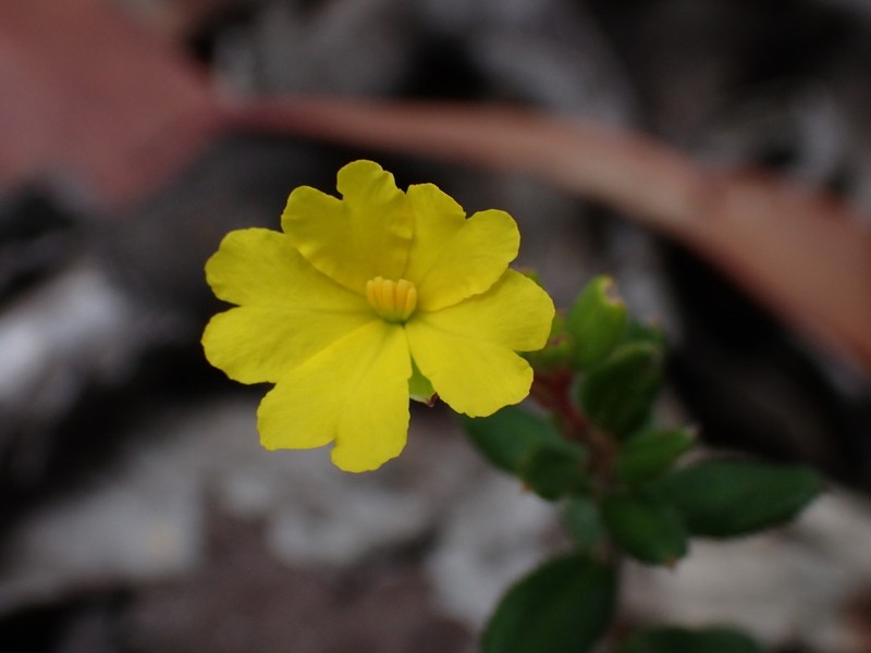 Hibbertia decumbens photo 2