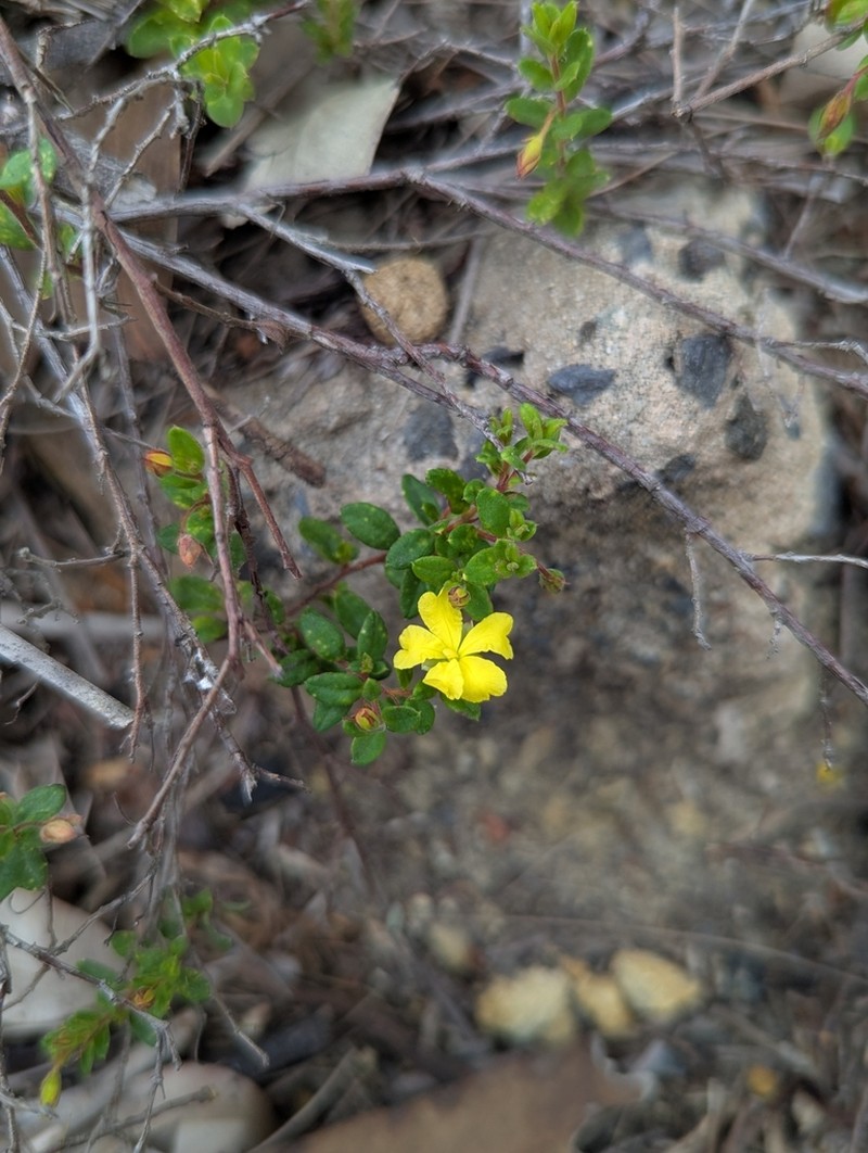 Hibbertia decumbens photo 3