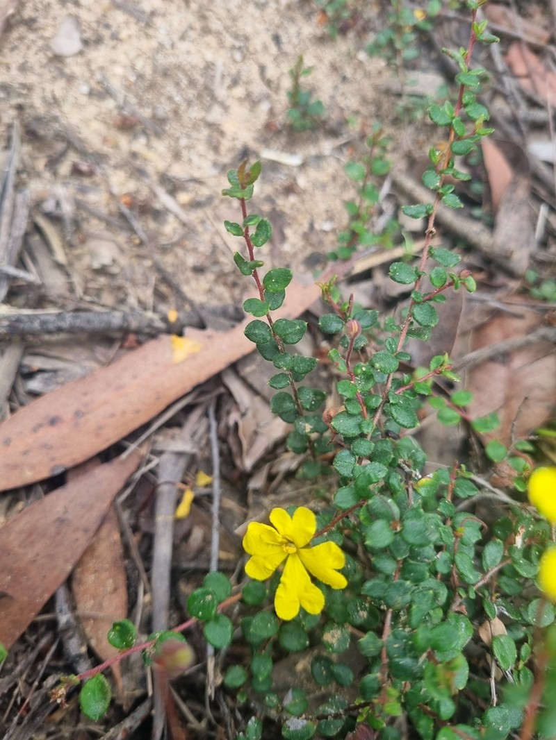 Hibbertia decumbens photo 4