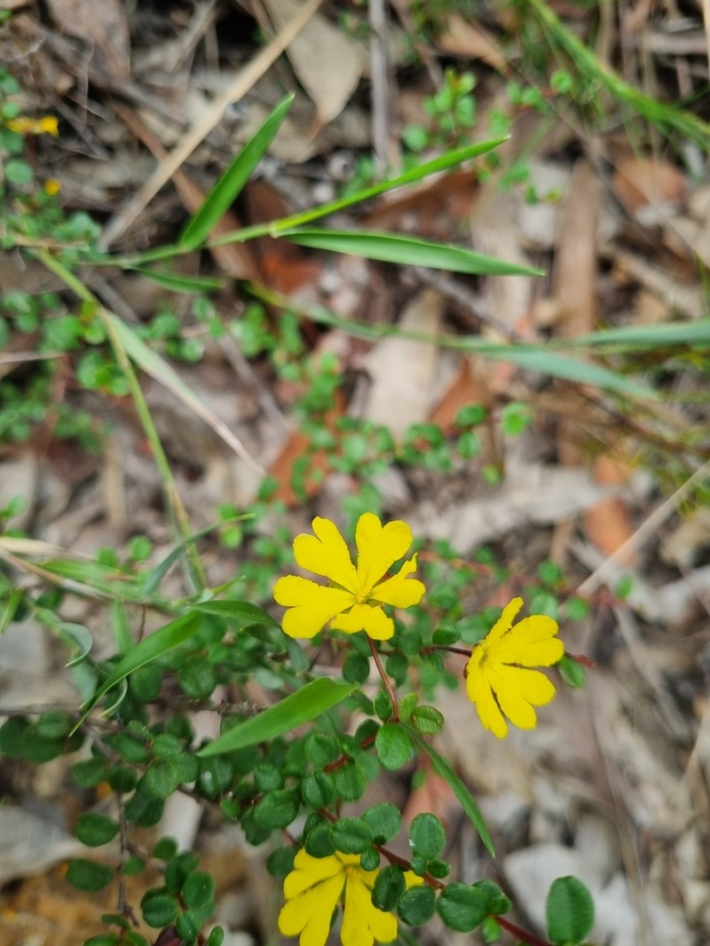 Hibbertia decumbens photo 5