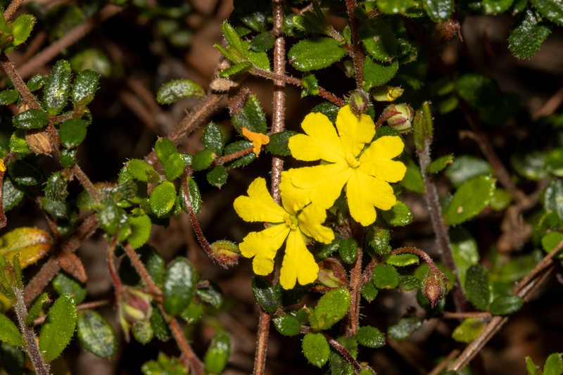 Hibbertia decumbens photo 6