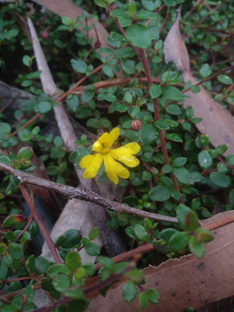 Hibbertia decumbens photo 7