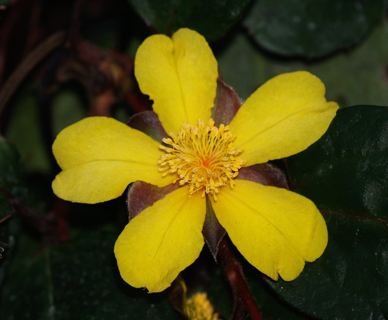 Hibbertia dentata