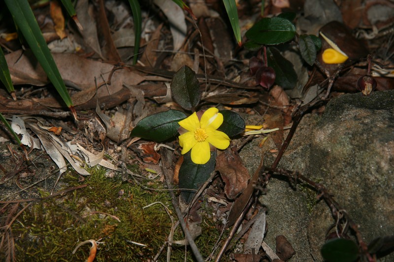 Hibbertia dentata photo 2