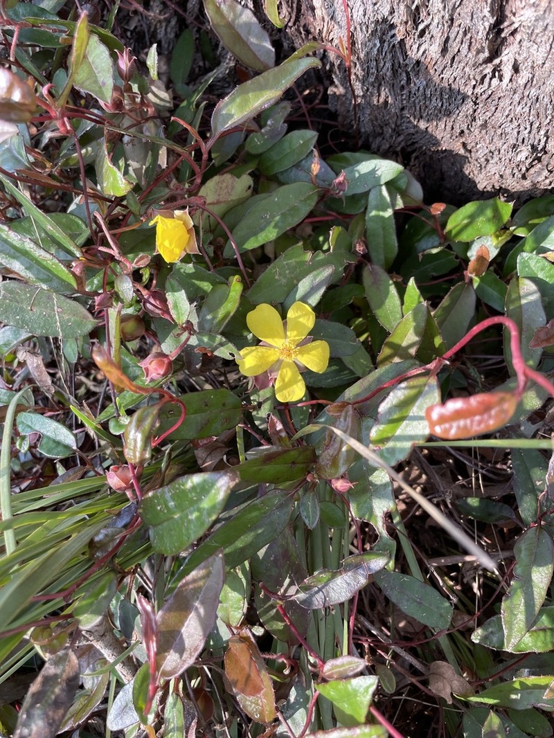 Hibbertia dentata photo 3
