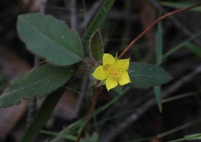 Hibbertia dentata photo 4