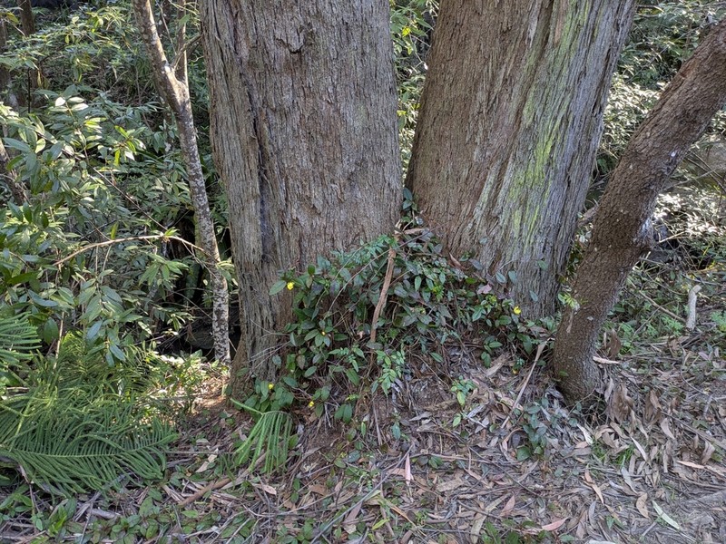 Hibbertia dentata photo 5