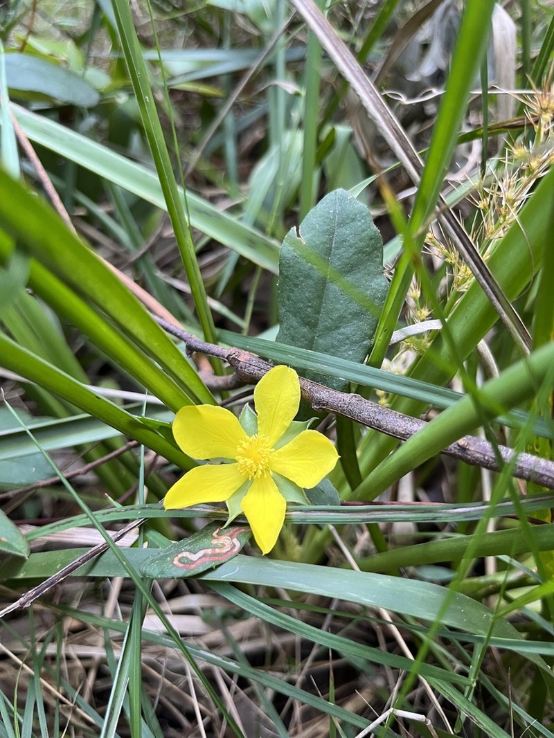 Hibbertia dentata photo 7