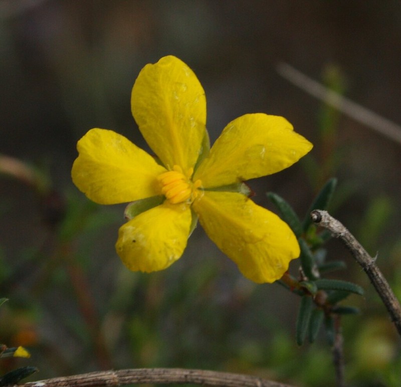 Hibbertia depilipes photo 2