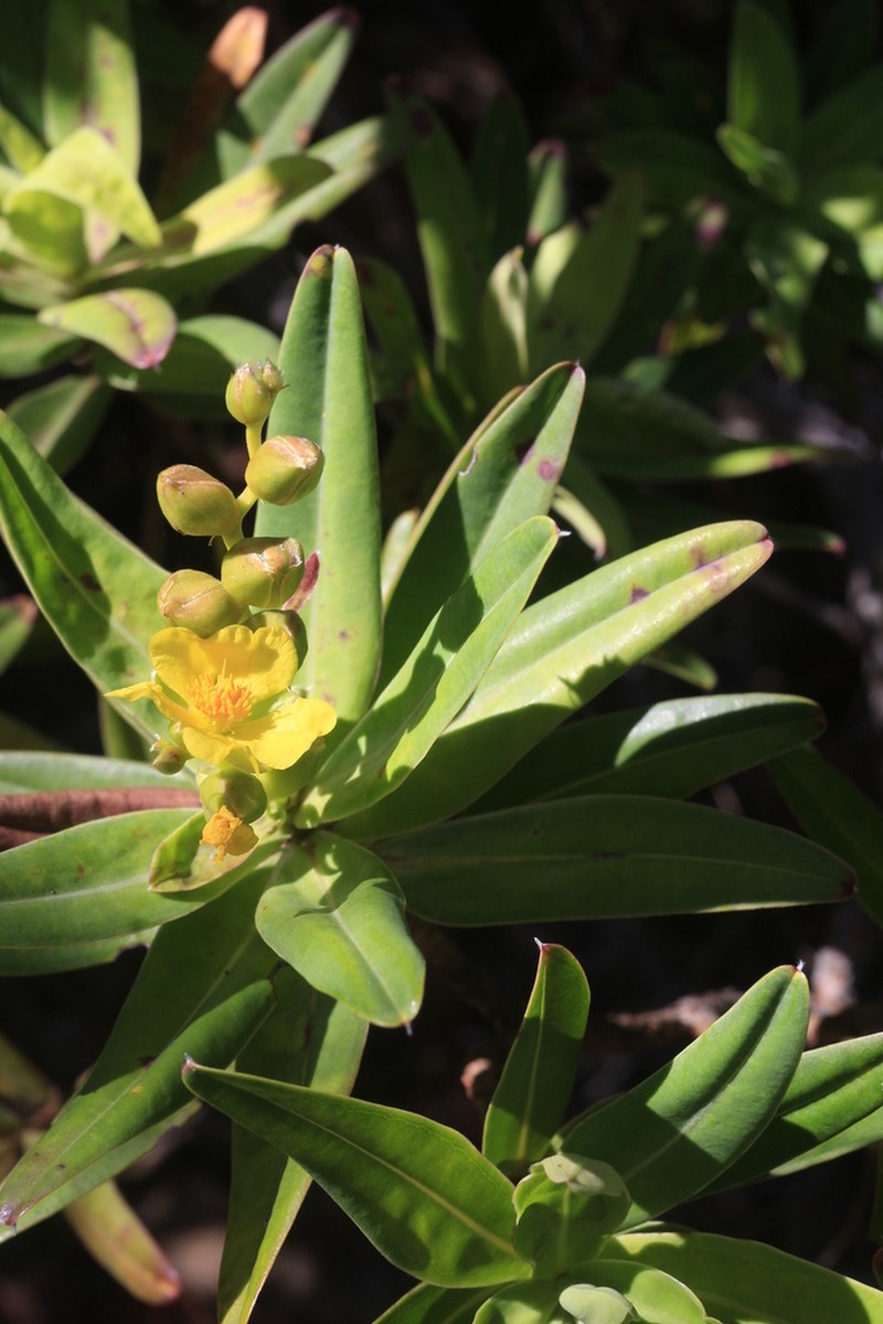 Hibbertia deplancheana