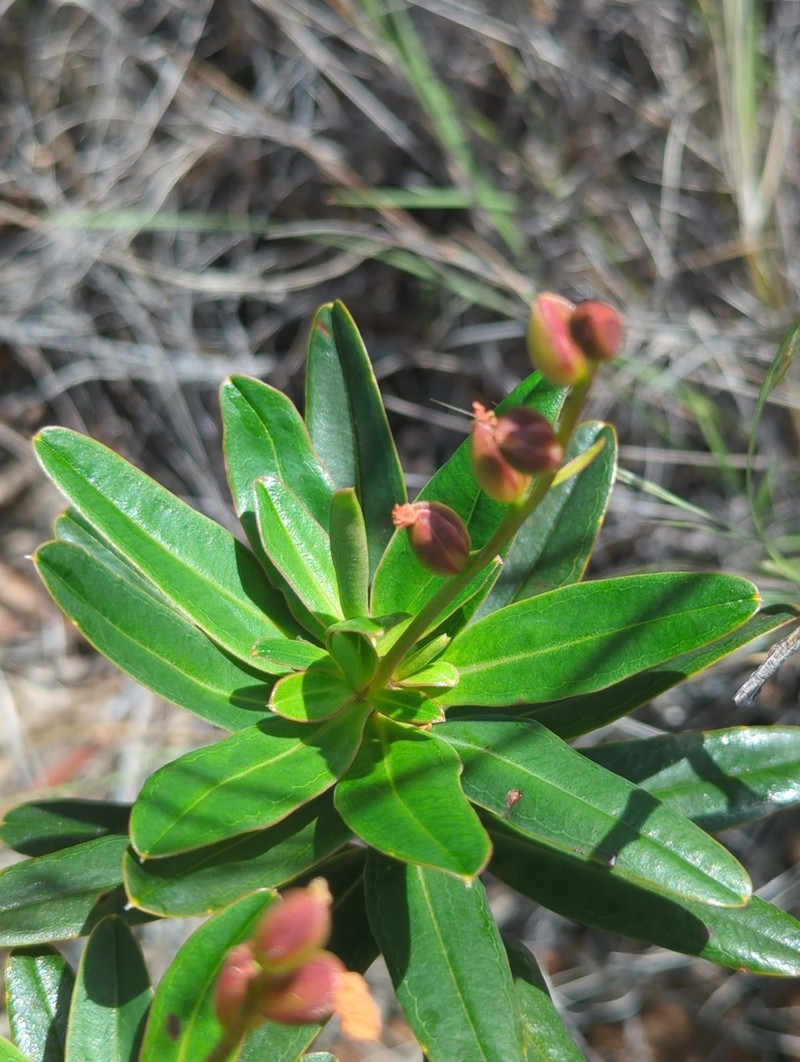 Hibbertia deplancheana photo 2