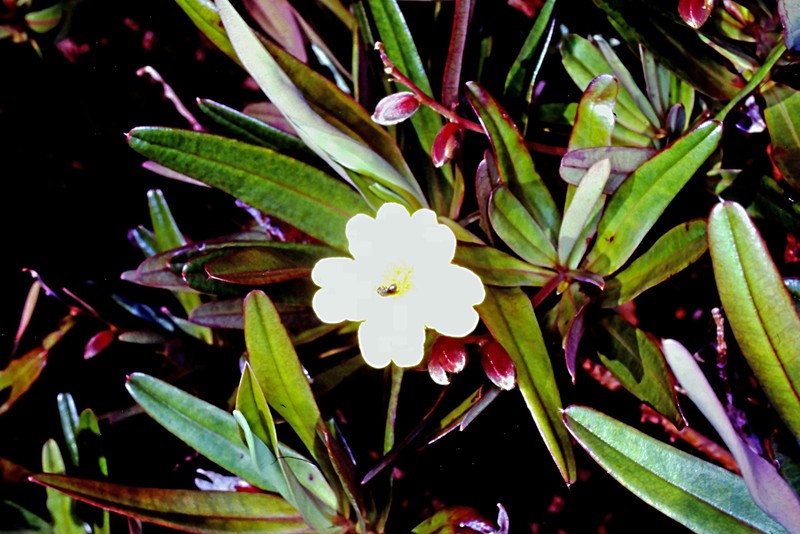 Hibbertia deplancheana photo 3