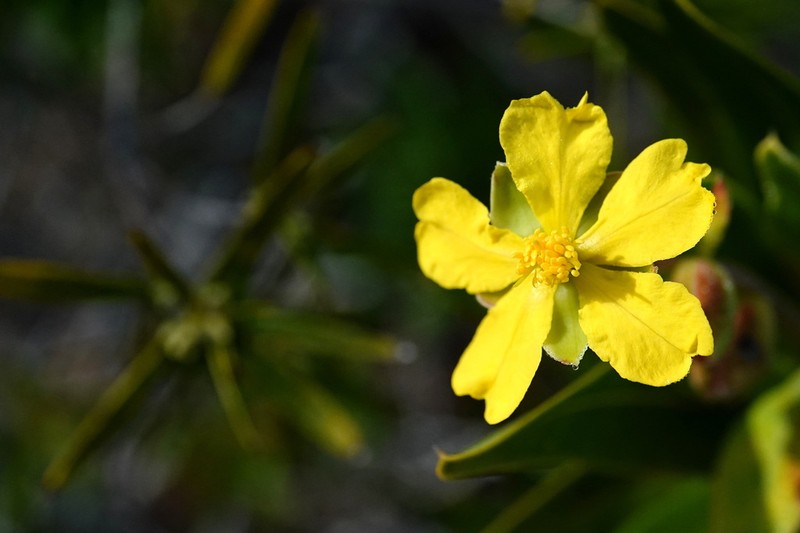 Hibbertia deplancheana photo 4