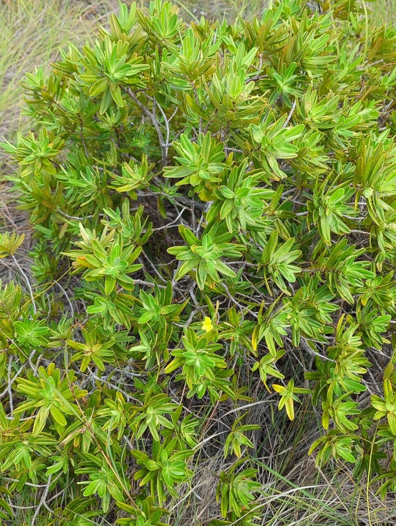 Hibbertia deplancheana photo 5