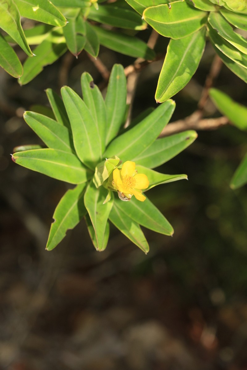 Hibbertia deplancheana photo 6