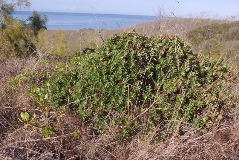 Hibbertia deplancheana photo 7