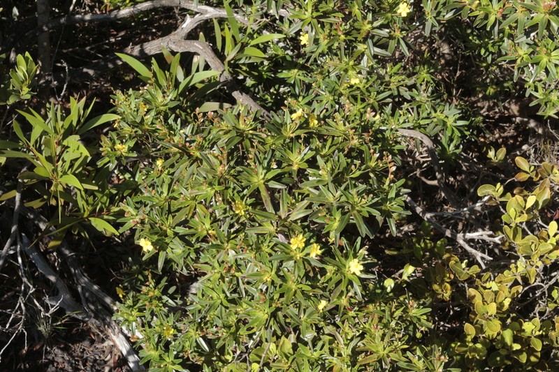 Hibbertia deplancheana photo 8