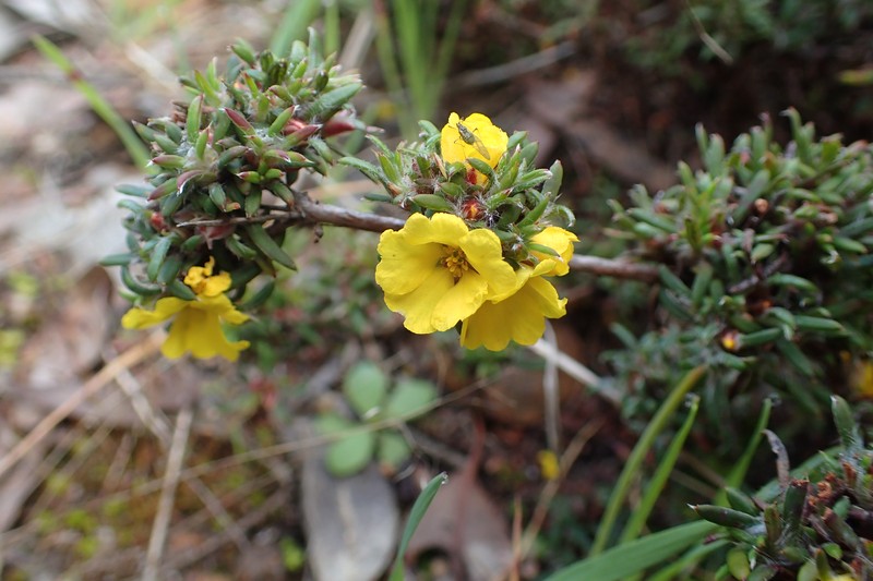 Hibbertia depressa