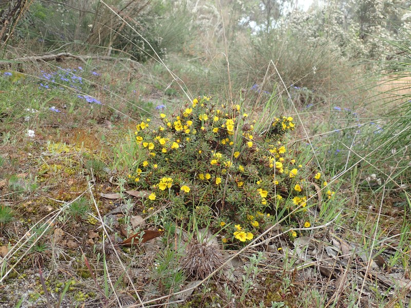 Hibbertia depressa photo 2