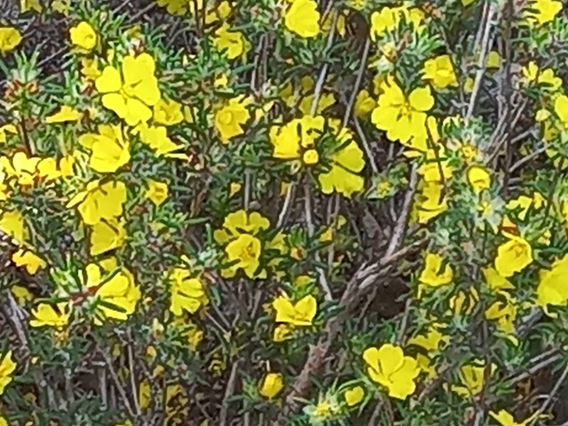 Hibbertia depressa photo 3