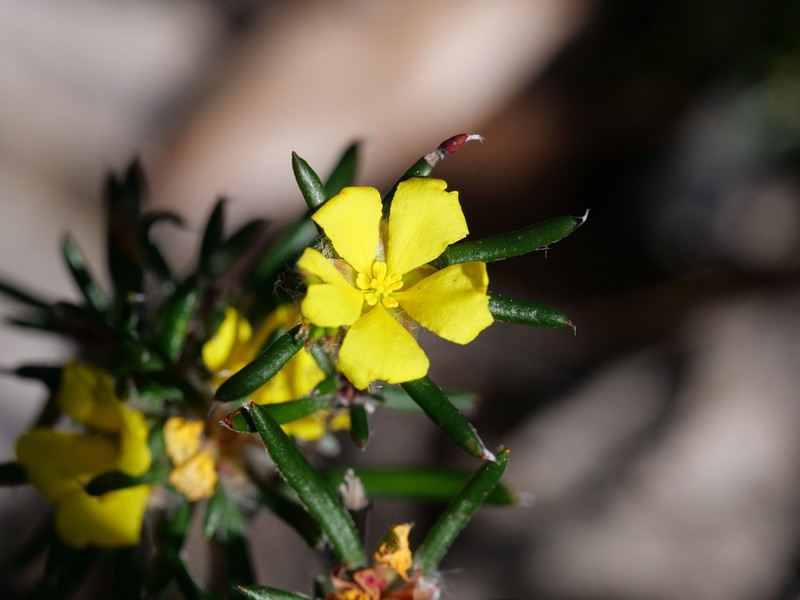 Hibbertia depressa photo 4