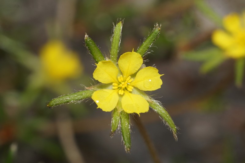 Hibbertia depressa photo 5