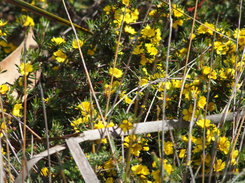 Hibbertia depressa photo 6