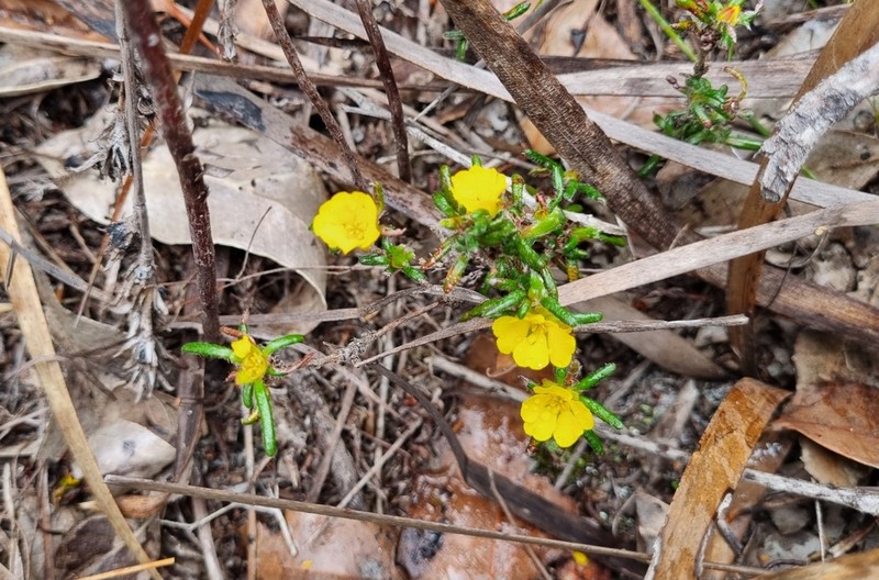 Hibbertia depressa photo 7