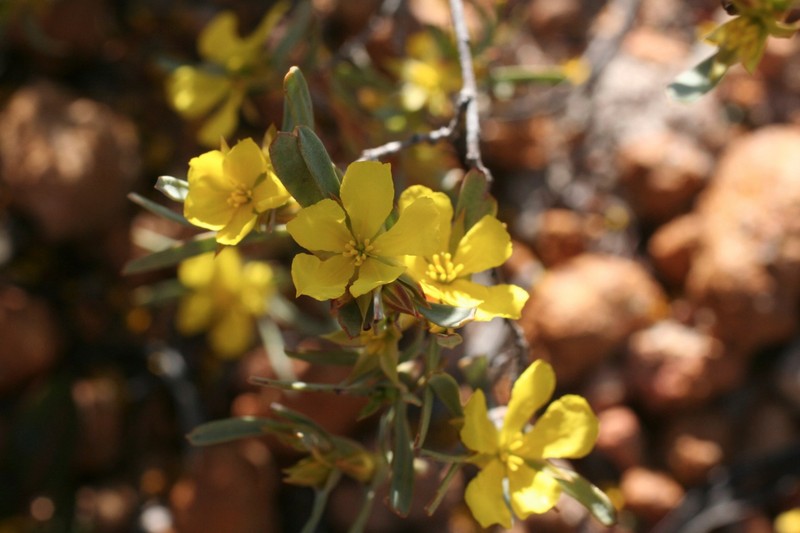 Hibbertia desmophylla