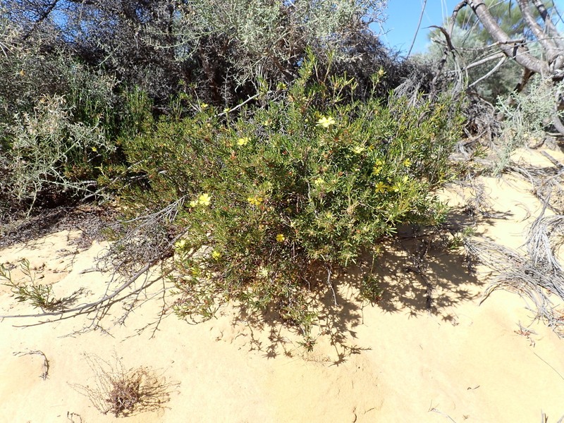 Hibbertia desmophylla photo 2