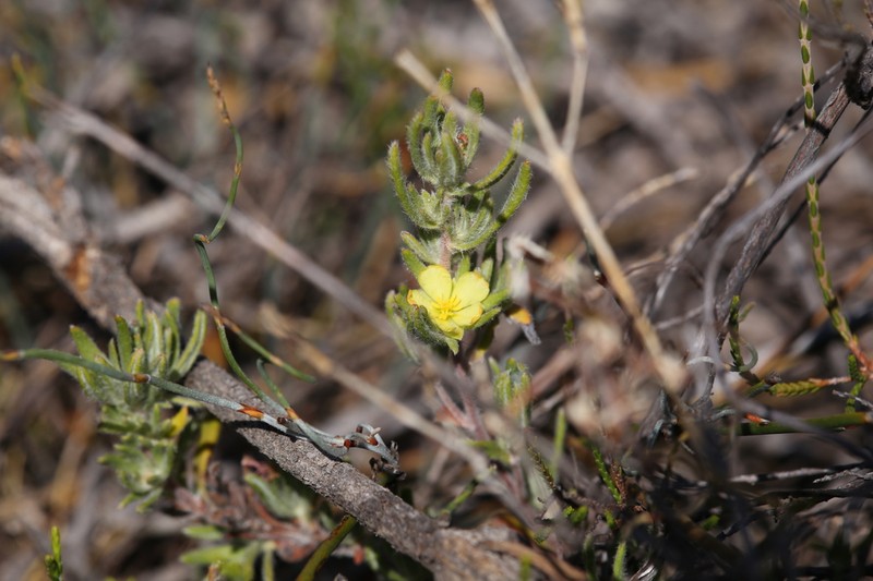 Hibbertia desmophylla photo 3